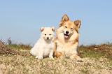 CHIEN FINNOIS DE LAPONIE 323